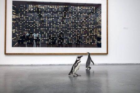 اخبار,اخبار گوناگون,بازدید پنگوئن ها از آثار هنری