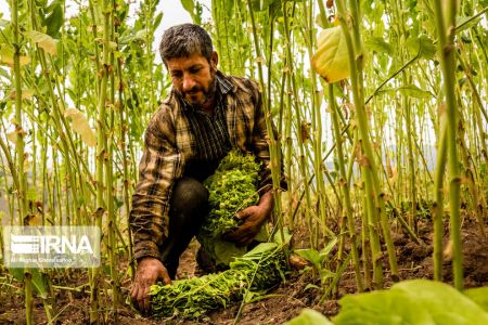  اخبارگوناگون,خبرهای گوناگون ,برداشت توتون