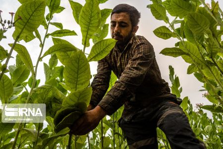 اخبارگوناگون,خبرهای گوناگون ,برداشت توتون اخبارگوناگون,خبرهای گوناگون ,برداشت توتون