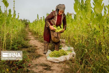اخبارگوناگون,خبرهای گوناگون ,برداشت توتون اخبارگوناگون,خبرهای گوناگون ,برداشت توتون