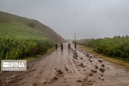 اخبارگوناگون,خبرهای گوناگون ,برداشت توتون اخبارگوناگون,خبرهای گوناگون ,برداشت توتون
