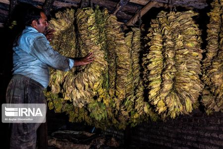 اخبارگوناگون,خبرهای گوناگون ,برداشت توتون اخبارگوناگون,خبرهای گوناگون ,برداشت توتون