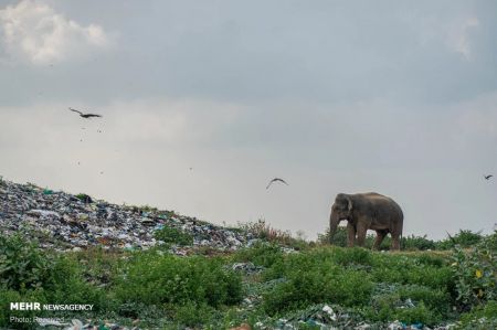 اخبارگوناگون,خبرهای گوناگون ,فیل های وحشی اخبارگوناگون,خبرهای گوناگون ,فیل های وحشی