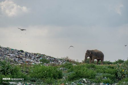 اخبارگوناگون,خبرهای گوناگون ,فیل های وحشی اخبارگوناگون,خبرهای گوناگون ,فیل های وحشی