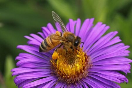 اخبار پزشکی ,خبرهای پزشکی,زهر زنبور عسل