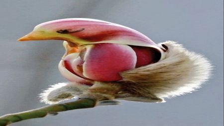 اخبارگوناگون,خبرهای گوناگون ,درختان عجیب و سنگهای زیبا اخبارگوناگون,خبرهای گوناگون ,درختان عجیب و سنگهای زیبا