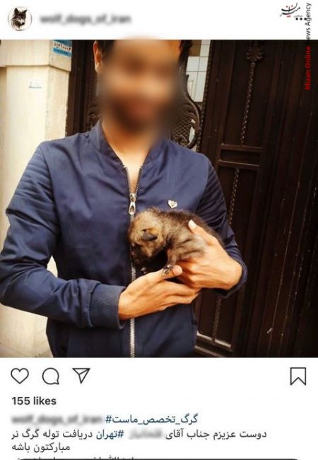 اخباراجتماعی ,خبرهای اجتماعی ,تجارت با توله گرگ اخبار اجتماعی ,خبرهای اجتماعی,تجارت با توله گرگ