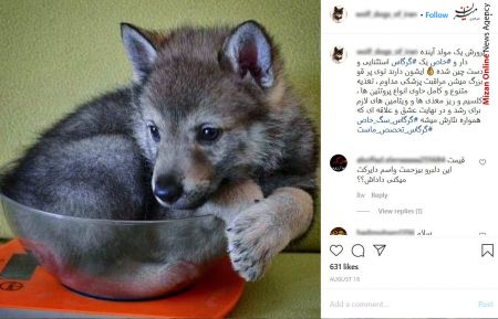 اخباراجتماعی ,خبرهای اجتماعی ,تجارت با توله گرگ اخبار اجتماعی ,خبرهای اجتماعی,تجارت با توله گرگ