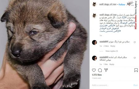 اخباراجتماعی ,خبرهای اجتماعی ,تجارت با توله گرگ اخبار اجتماعی ,خبرهای اجتماعی,تجارت با توله گرگ
