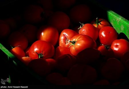 اخباراقتصادی ,خبرهای اقتصادی ,گوجه فرنگی اخباراقتصادی ,خبرهای اقتصادی,گوجه فرنگی