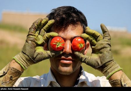 اخباراقتصادی ,خبرهای اقتصادی , گوجه فرنگی اخباراقتصادی ,خبرهای اقتصادی, گوجه فرنگی