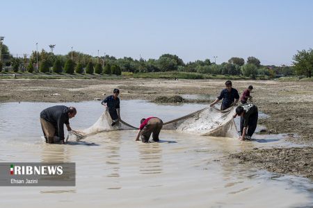  اخبار اجتماعی ,خبرهای اجتماعی,مرگ آبزیان