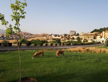 اخبار پزشکی ,خبرهای پزشکی ,حیوان گزیدگی اخبار پزشکی ,خبرهای پزشکی,حیوان گزیدگی