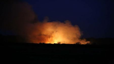 اخبار,اخبار اجتماعی,حیات وحش میانکاله اخبار,اخبار اجتماعی,حیات وحش میانکاله