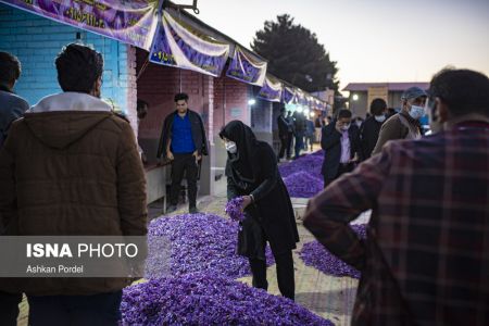  اخبار اجتماعی ,خبرهای اجتماعی, گل زعفران