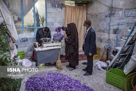  اخبار اجتماعی ,خبرهای اجتماعی, گل زعفران