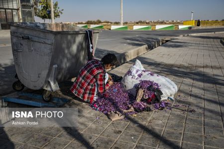  اخبار اجتماعی ,خبرهای اجتماعی, گل زعفران