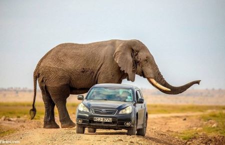 اخبارگوناگون,خبرهای گوناگون ,حمله فیل در حیات وحش آفریقا اخبارگوناگون,خبرهای گوناگون ,حمله فیل در حیات وحش آفریقا