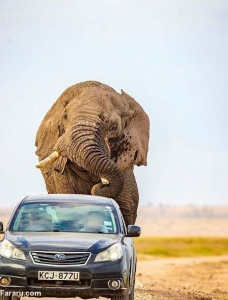 اخبارگوناگون,خبرهای گوناگون ,حمله فیل در حیات وحش آفریقا اخبارگوناگون,خبرهای گوناگون ,حمله فیل در حیات وحش آفریقا