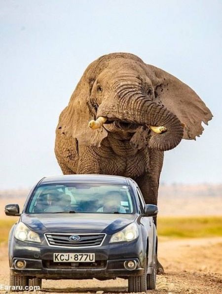 اخبارگوناگون,خبرهای گوناگون ,حمله فیل در حیات وحش آفریقا اخبارگوناگون,خبرهای گوناگون ,حمله فیل در حیات وحش آفریقا