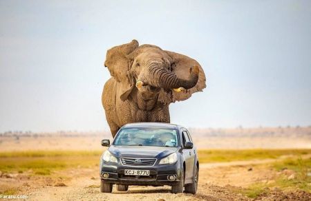 اخبارگوناگون,خبرهای گوناگون ,حمله فیل در حیات وحش آفریقا اخبارگوناگون,خبرهای گوناگون ,حمله فیل در حیات وحش آفریقا