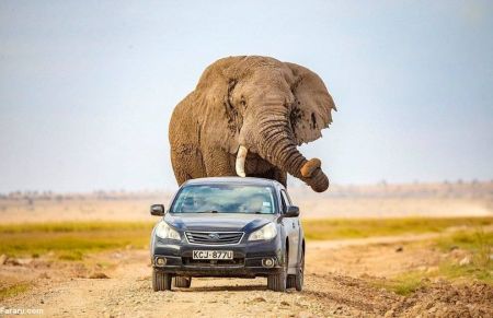 اخبارگوناگون,خبرهای گوناگون ,حمله فیل در حیات وحش آفریقا اخبارگوناگون,خبرهای گوناگون ,حمله فیل در حیات وحش آفریقا