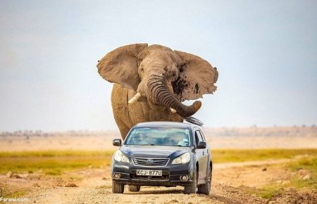 اخبارگوناگون,خبرهای گوناگون ,حمله فیل در حیات وحش آفریقا اخبارگوناگون,خبرهای گوناگون ,حمله فیل در حیات وحش آفریقا