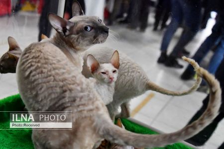 اخبارگوناگون,خبرهای گوناگون , نمایشگاه گربهها اخبارگوناگون,خبرهای گوناگون , نمایشگاه گربهها