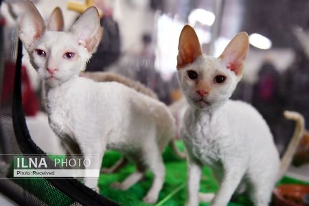 اخبارگوناگون,خبرهای گوناگون , نمایشگاه گربهها اخبارگوناگون,خبرهای گوناگون , نمایشگاه گربهها