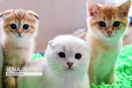 اخبارگوناگون,خبرهای گوناگون , نمایشگاه گربهها اخبارگوناگون,خبرهای گوناگون , نمایشگاه گربهها