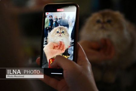 اخبارگوناگون,خبرهای گوناگون , نمایشگاه گربهها اخبارگوناگون,خبرهای گوناگون , نمایشگاه گربهها