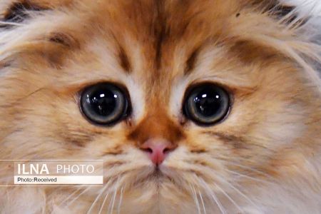 اخبارگوناگون,خبرهای گوناگون , نمایشگاه گربهها اخبارگوناگون,خبرهای گوناگون , نمایشگاه گربهها