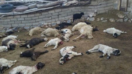  اخبار حوادث,خبرهای حوادث ,حوادث روز