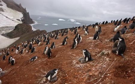 اخبار,اخبار گوناگون,پنگوئن‌های Chinstrap در قطب جنوب