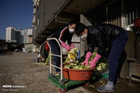 اخبار,اخبار گوناگون,کیمچی