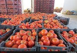 اخباراقتصادی ,خبرهای اقتصادی ,قیمت گوجه اخباراقتصادی ,خبرهای اقتصادی,قیمت گوجه