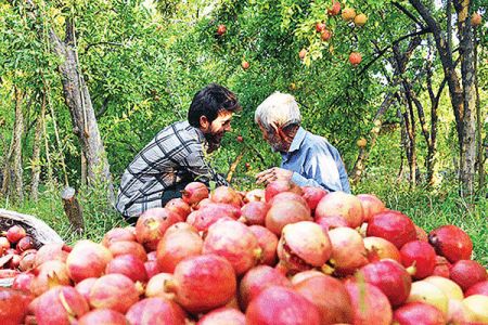 اخباراقتصادی ,خبرهای اقتصادی ,انار اخباراقتصادی ,خبرهای اقتصادی,انار