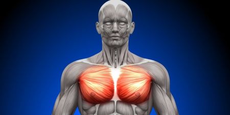 اخبار پزشکی ,خبرهای پزشکی , احیای عضلات اخبار پزشکی ,خبرهای پزشکی, احیای عضلات