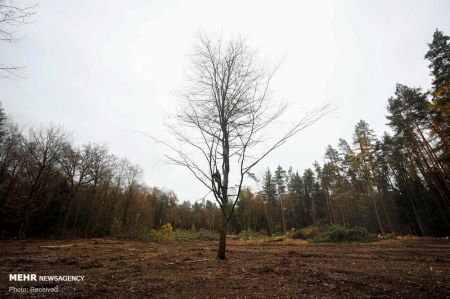 اخباربین الملل ,خبرهای بین الملل ,ساخت بزرگراه در میان جنگل اخباربین الملل ,خبرهای بین الملل ,ساخت بزرگراه در میان جنگل