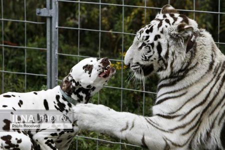 اخبارگوناگون,خبرهای گوناگون ,دوستی حیوانات اخبارگوناگون,خبرهای گوناگون ,دوستی حیوانات