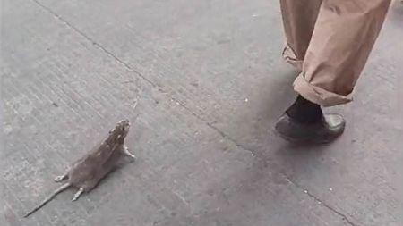 اخبار,اخبار گوناگون,موش گردانی مرد چینی اخبار,اخبار گوناگون,موش گردانی مرد چینی