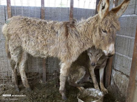 اخبار,اخبار گوناگون,دوستی غیرمعمول حیوانات