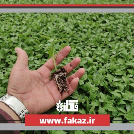 روش تولید نشا مکانیزه روش تولید نشا مکانیزه,تولید نشا مکانیزه