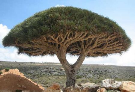 اخبارگوناگون,خبرهای گوناگون ,عجیبترین درختهای جهان اخبارگوناگون,خبرهای گوناگون ,عجیبترین درختهای جهان