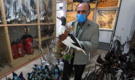 اخبارگوناگون,خبرهای گوناگون , پرنده تاکسیدرمی اخبارگوناگون,خبرهای گوناگون , پرنده تاکسیدرمی