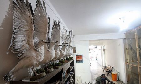اخبارگوناگون,خبرهای گوناگون , پرنده تاکسیدرمی اخبارگوناگون,خبرهای گوناگون , پرنده تاکسیدرمی