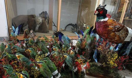 اخبارگوناگون,خبرهای گوناگون , پرنده تاکسیدرمی اخبارگوناگون,خبرهای گوناگون , پرنده تاکسیدرمی