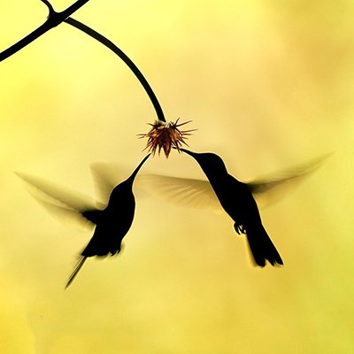 اخبارگوناگون,خبرهای گوناگون ,حیاتوحش اخبارگوناگون,خبرهای گوناگون ,حیاتوحش