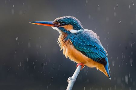 اخبارگوناگون,خبرهای گوناگون ,حیاتوحش اخبارگوناگون,خبرهای گوناگون ,حیاتوحش