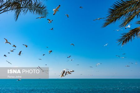 اخبارگوناگون,خبرهای گوناگون ,پرواز شالوها اخبارگوناگون,خبرهای گوناگون ,پرواز شالوها